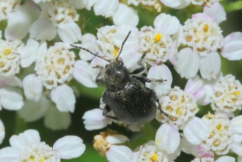 Bromius obscurus